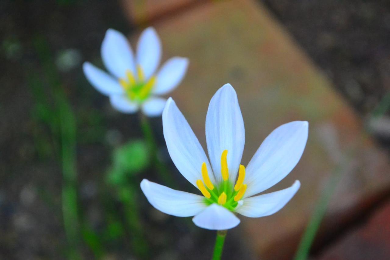 Amami-Green-Garden ภายนอก รูปภาพ